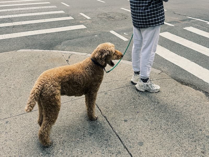 Dog wagging the tail